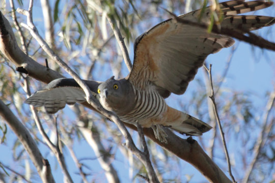 Pacific Bazas