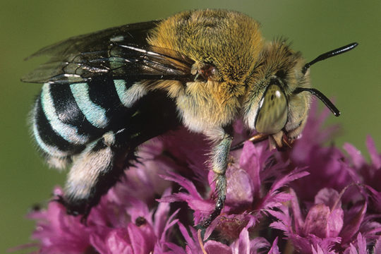 A Guide to Native Bees of Australia