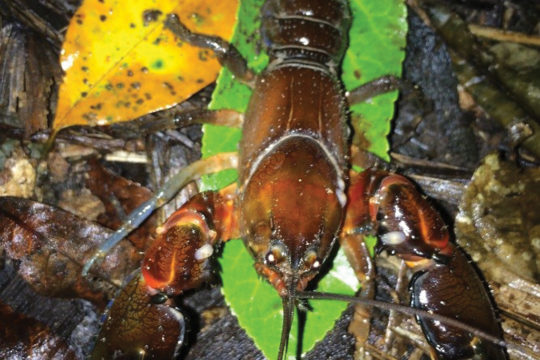 Spiny Crayfish