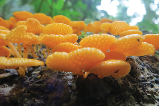 Enchanting World of Fungi