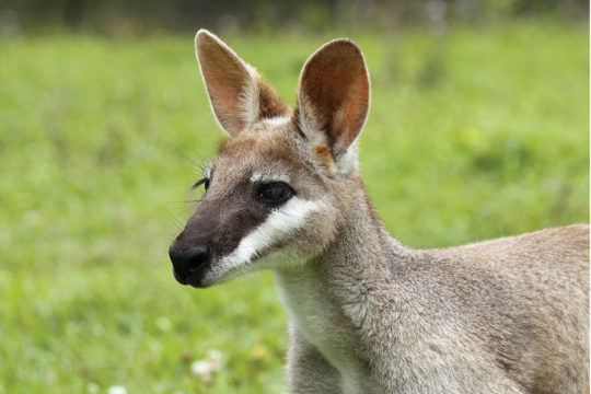 Macropods of SEQ