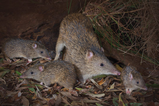 Bandicoots of SEQ