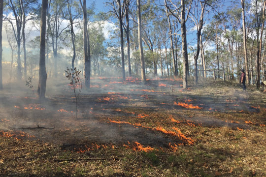 Indigenous Cultural Burning