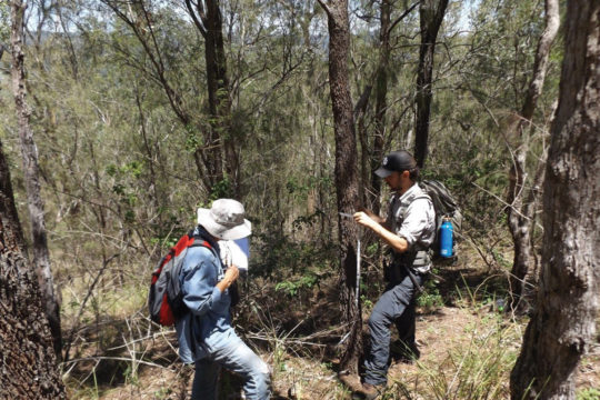 Caring for the Lockyer Uplands