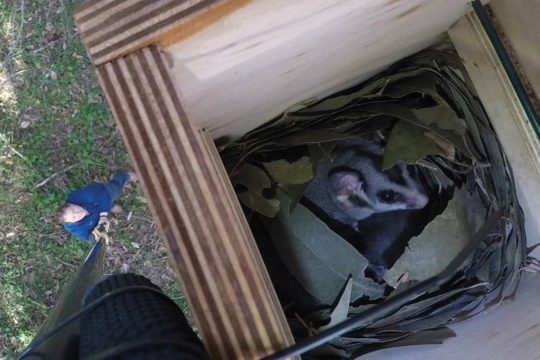 Neighbours and Nestboxes