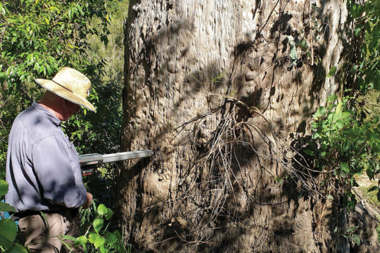 Tree Ageing using a Resistograph