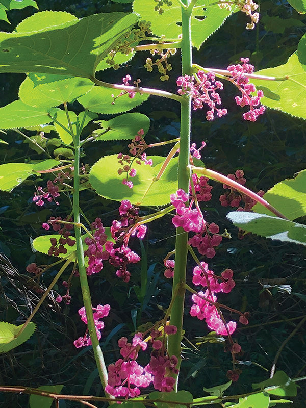 Stinging Trees: Plants make you go hmmm... - Land for Wildlife