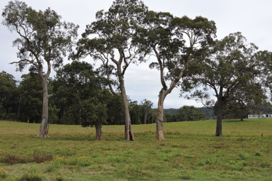 Veteran trees on Land for Wildlife properties