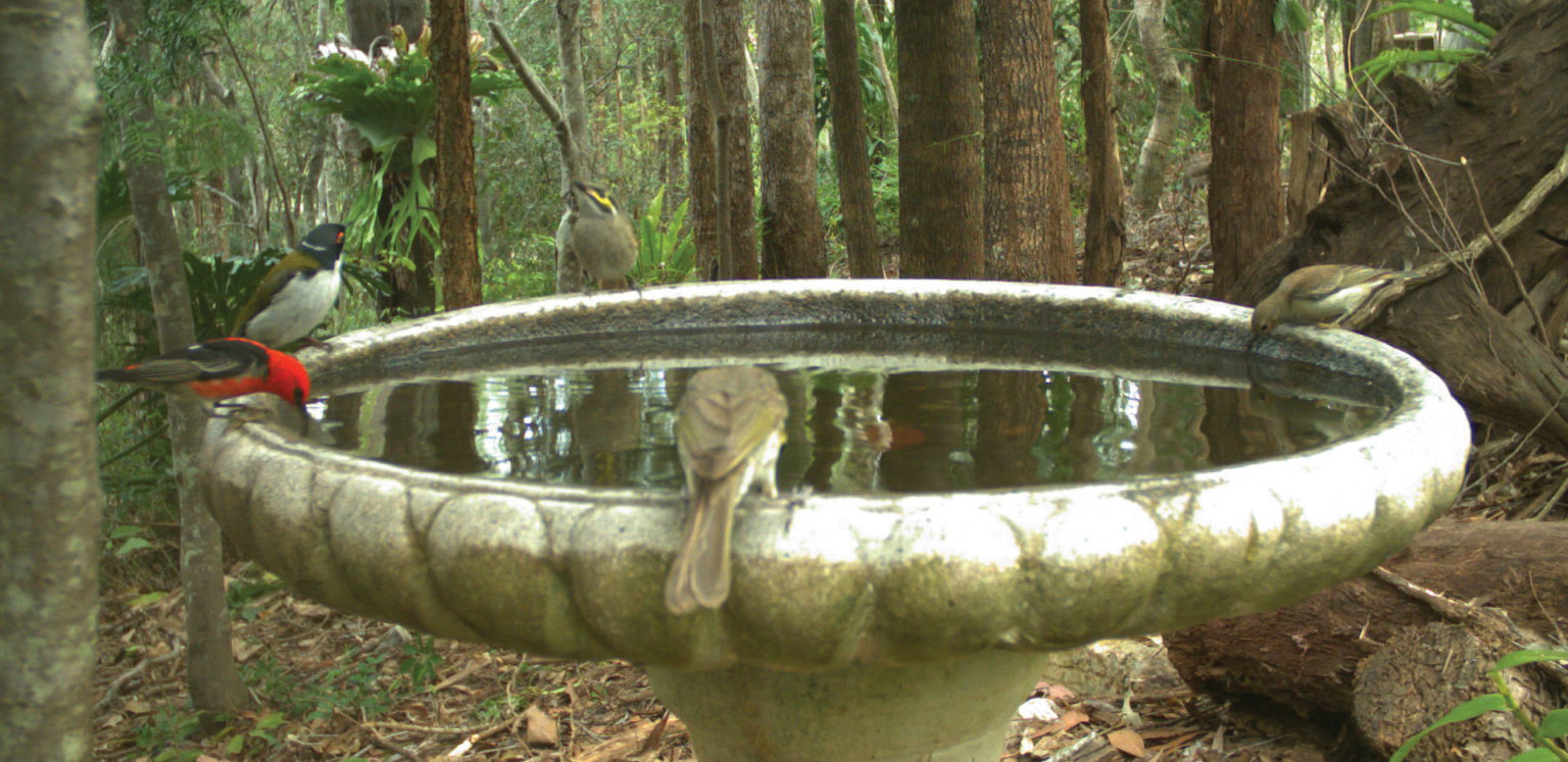 BirdBathCover Land for Wildlife