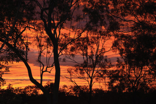 Home Among the Gumtrees