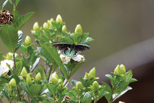 Bringing Back the Richmond Birdwing