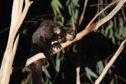 Using dogs and scats to find Greater Gliders