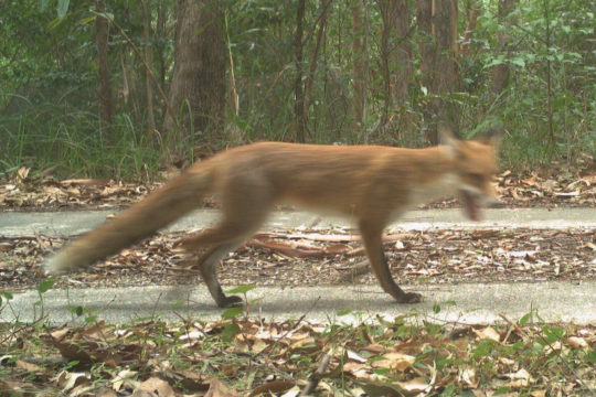 The Return of Pademelons thanks to Fox Control