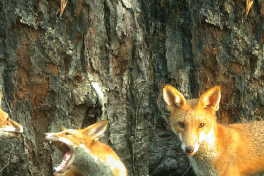 What are Foxes eating in SEQ?
