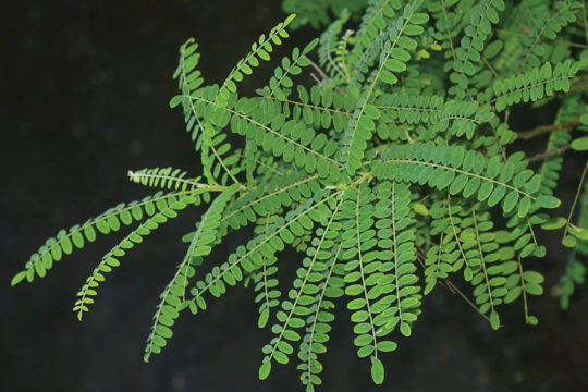 Threatened Plants of Brisbane