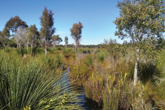 Ephemeral Wetlands – Just add water