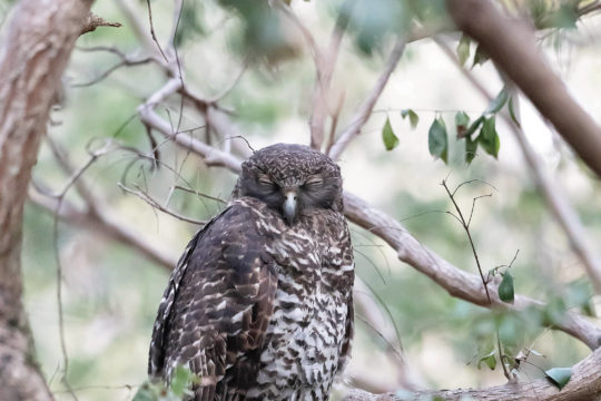 How many Powerful Owls are in SEQ?