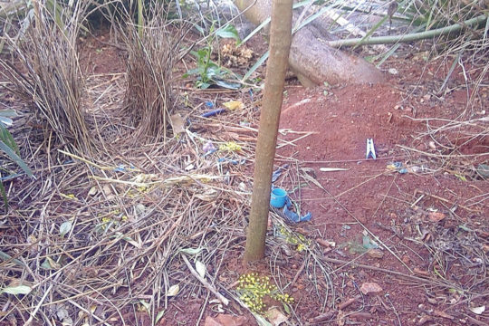 Young bowerbirds and their practice bowers