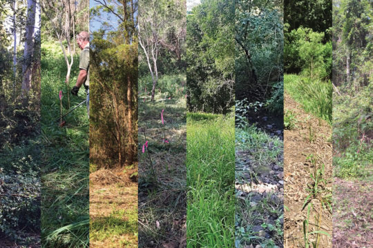 Tips and tricks from our restoration along London Creek