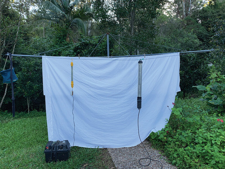 Light Trapping Moths for beginners Land for Wildlife