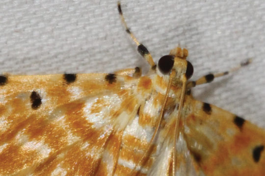Light Trapping Moths at Mt Mellum