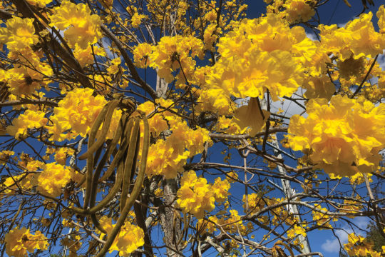 Weed Profile: Golden Trumpet Tree