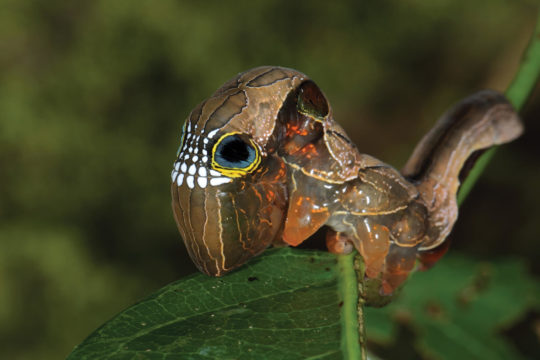 Carronia and the Pink Underwing Moth