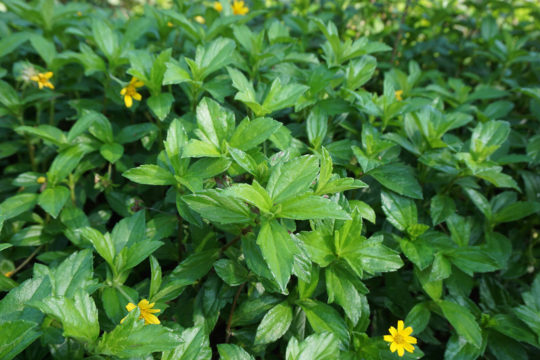 Weeds of the Sunshine Coast