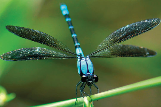 Dragonflies and Damselflies of the Gold Coast
