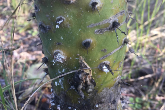 Controlling Velvety Tree Pear