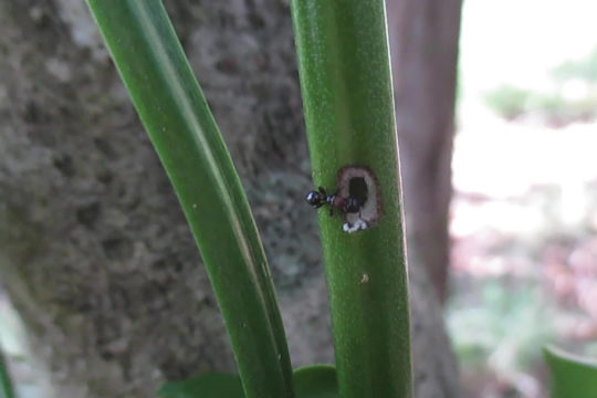 Muscleman Tree Ants and their Canthium Homes