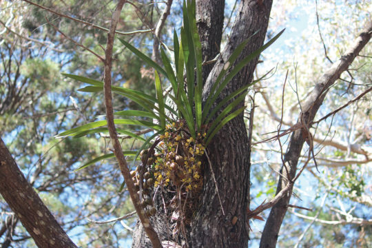 Native Cymbidium