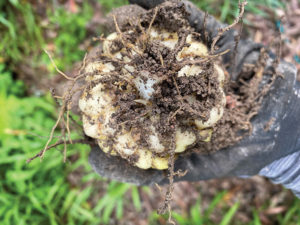 Lift the bulb and soil around it. Snip off the bulb holding it over the bag. Snip off the flower head. Put the bulb, soil and flower head in the bag.