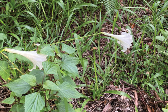 Weed Profile: Formosa Lily