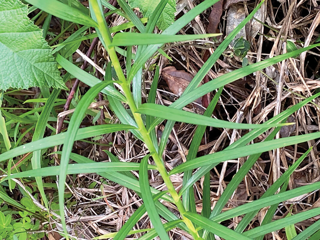 Formosa Lily leaves