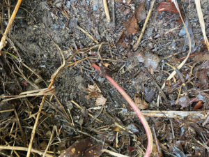 Clear back undergrowth so you can clearly see the base of the stem (note the pink-purple base of stalk). Hand-pulling is not an option given the bulbs are quite deep, to 25cm.