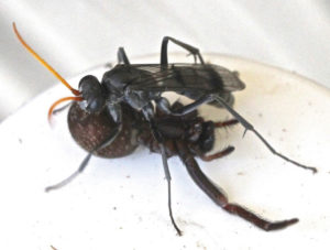 There are many different species of spider wasps, but they usually are black and orange in colour. When hunting, their long antennae are constantly moving, tapping the ground, trying to detect spiders. Photo by Ian McMaster.