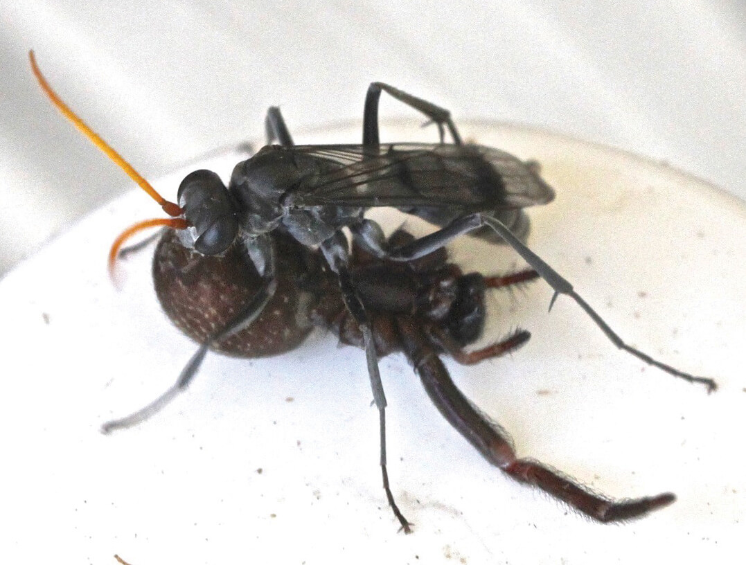 There are many different species of spider wasps, but they usually are black and orange in colour. When hunting, their long antennae are constantly moving, tapping the ground, trying to detect spiders. Photo by Ian McMaster. 