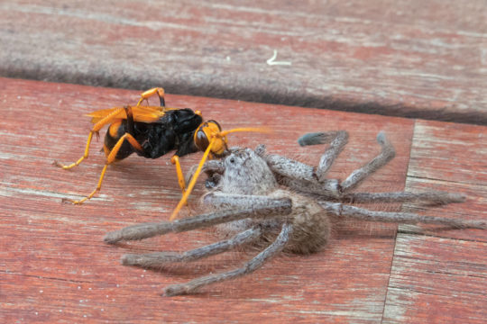 Spider Wasps