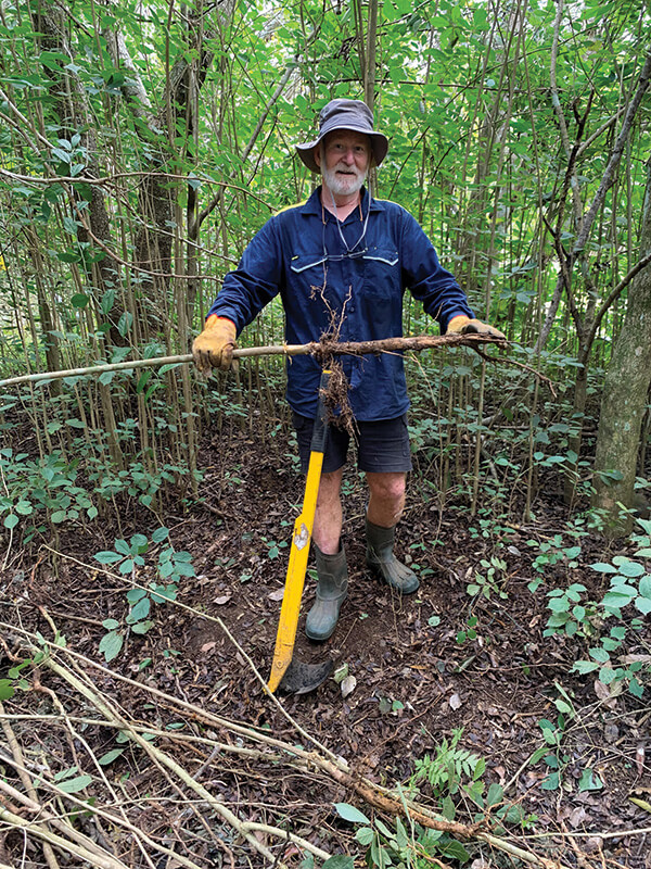 Tree Poppers made reasonably easy work of removing the extensive tap root of Golden Trumpet trees. They made an otherwise very difficult task just a tedious one. 