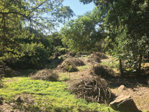 These weeds were stalling the natural regeneration process. This area was selected for weed control because it was small enough to maintain and showed good signs of resilience.