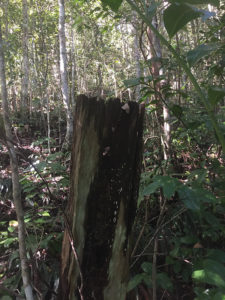 This old fence post once stood in a cleared paddock, 80 years later it has been engulfed by natural regeneration.