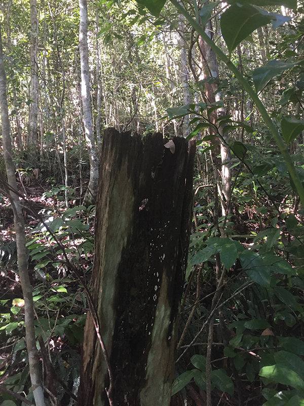 This old fence post once stood in a cleared paddock, 80 years later it has been engulfed by natural regeneration. 