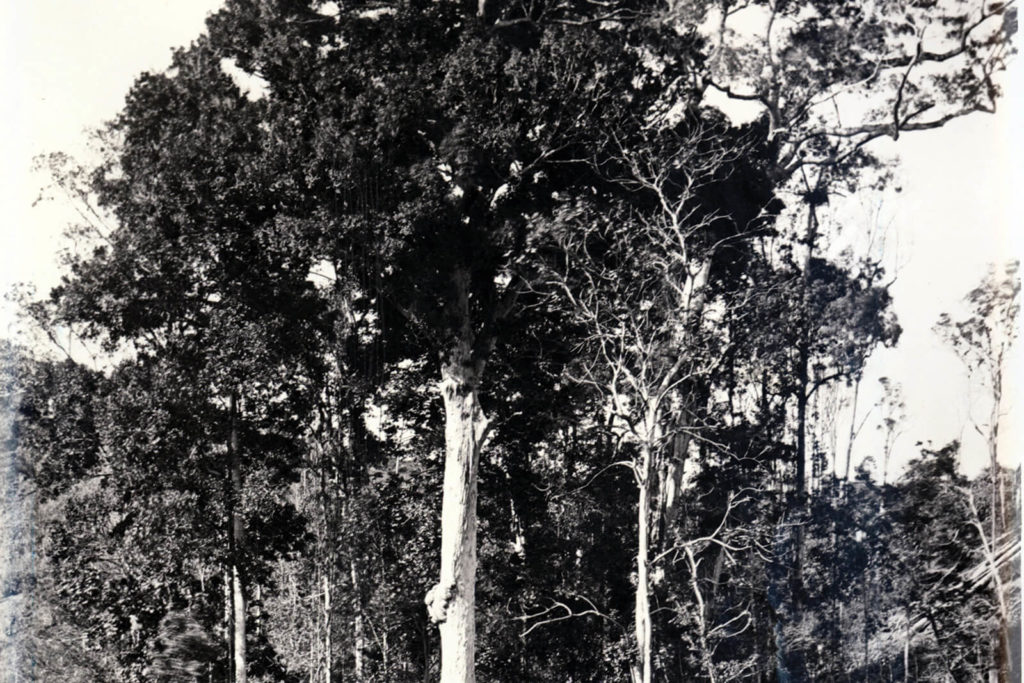Kin Kin Land Form reviving-kin-kin-rainforests - Land for Wildlife