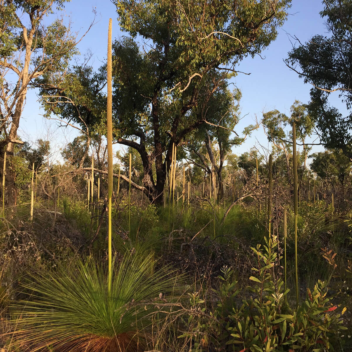 Fraser Coast flora