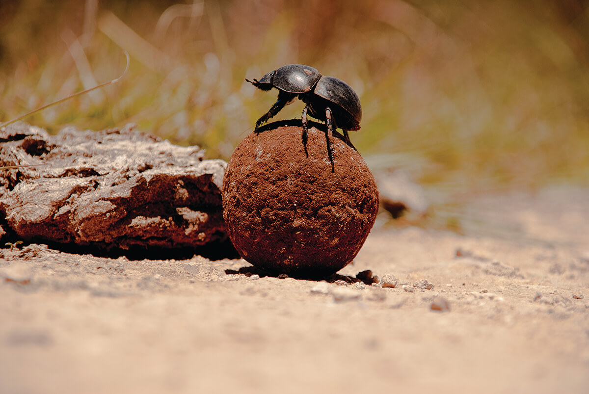 Dung Beetles Land for Wildlife