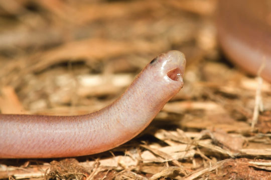 Fassifern Blind Snake