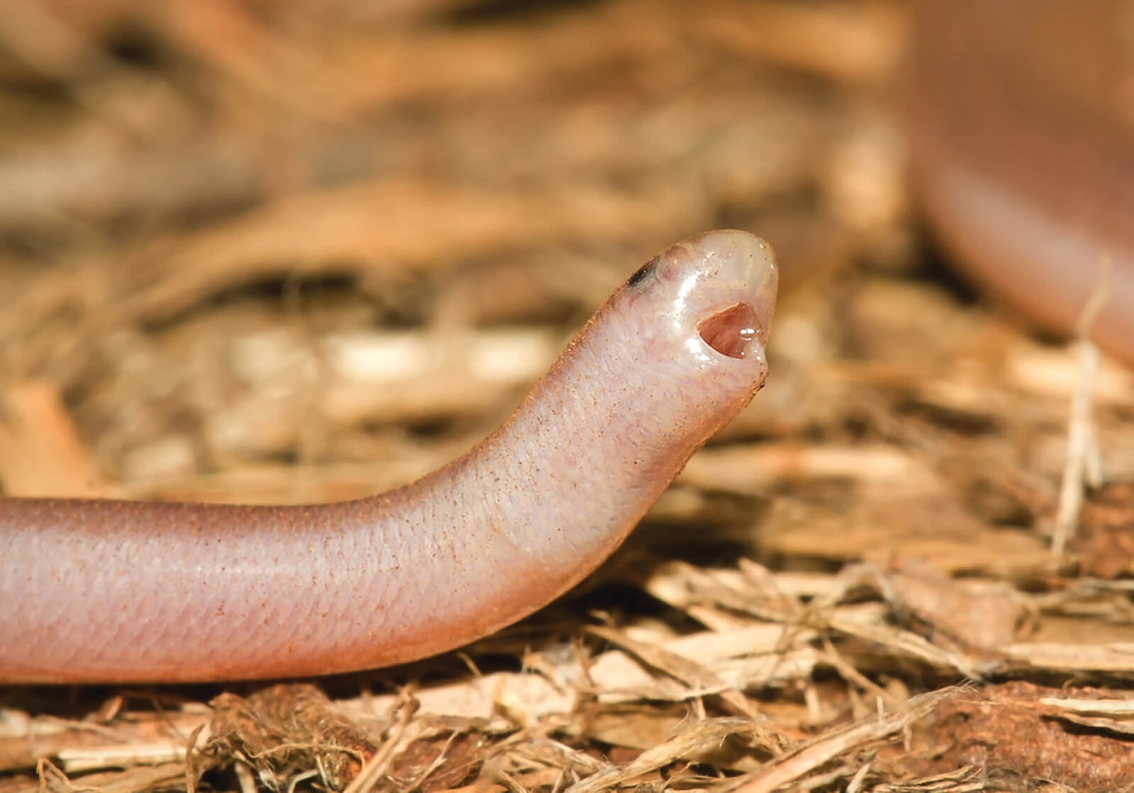 Fassifern Blind Snake Land For Wildlife