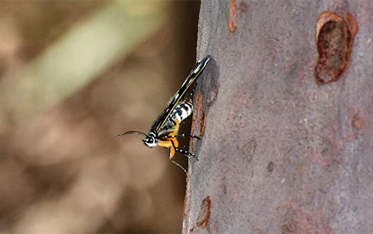 ‘Notchy’ the Donovan’s Day Moth