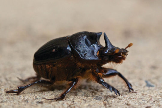 Dung Beetles